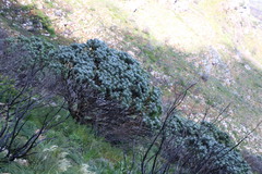Leucospermum conocarpodendron conocarpodendron