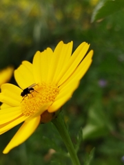 Diptera