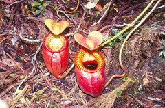 Nepenthes villosa