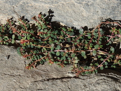 Euphorbia serpens