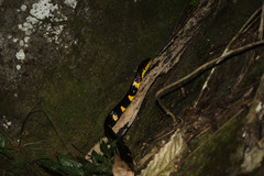 Boiga melanota