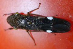 Homalodisca vitripennis