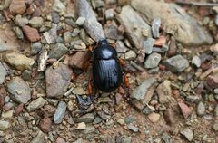 Anomalomorpha anthracina