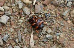 Anomalomorpha anthracina