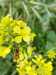 Apis mellifera