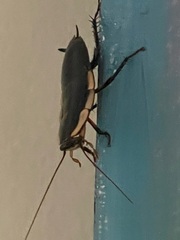 Drymaplaneta semivitta