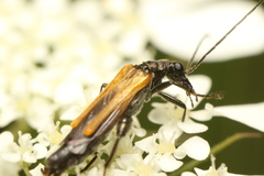 Oedemera flavipennis