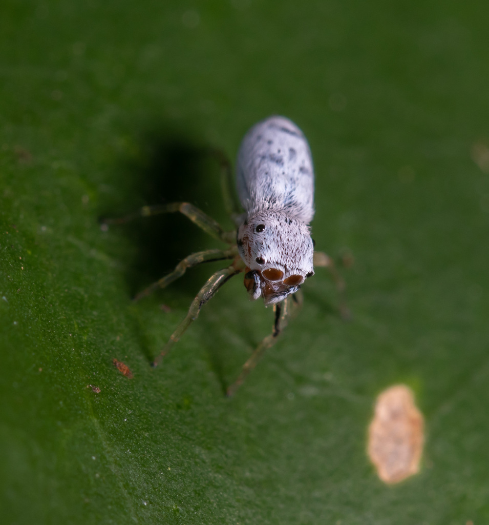 Phintella daklak