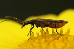 Oedemera flavipennis