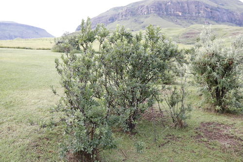 Image of Bowkeria verticillata by (c) Tony Rebelo, some rights reserved (CC BY-SA)