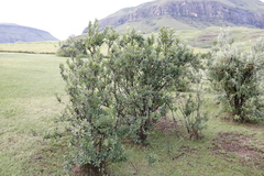 Bowkeria verticillata