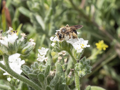 Andrena mediovittata