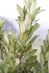 Bowkeria verticillata