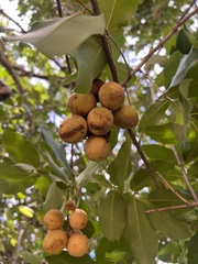 Talisia esculenta