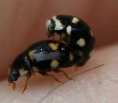 Brachiacantha decempustulata