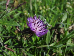 Centaurea aspera