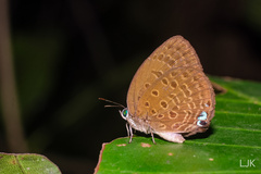 Arhopala major