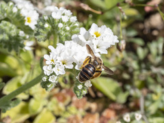 Andrena mediovittata