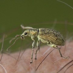 Polydrusus cervinus