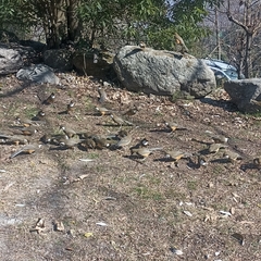 Pterorhinus albogularis