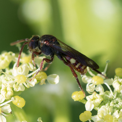 Nomada flava