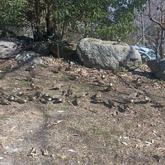 Pterorhinus albogularis