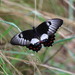 Papilio aegeus - Photo (c) jacobfamily,  זכויות יוצרים חלקיות (CC BY-NC)