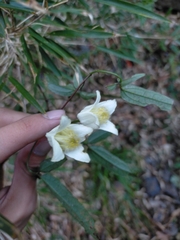 Clematis morii