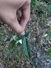 Clematis morii