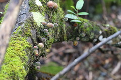 Ficus coronata