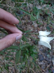 Clematis morii