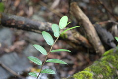 Ficus coronata