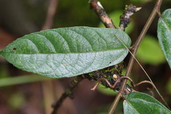 Ficus coronata