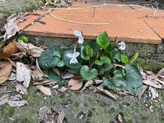 Viola alba