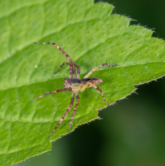 Hamadruas hieroglyphica