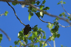 Eriophyes neoessigi