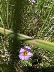 Oxalis obliquifolia