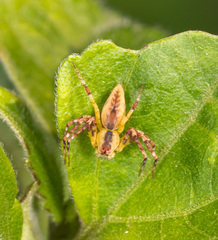 Hamadruas hieroglyphica