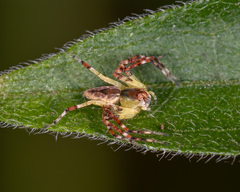 Hamadruas hieroglyphica