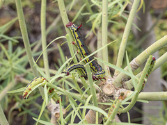 Hyles tithymali tithymali