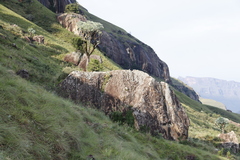 Cussonia