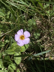 Oxalis obliquifolia