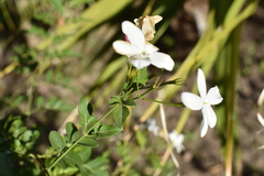Jasminum polyanthum