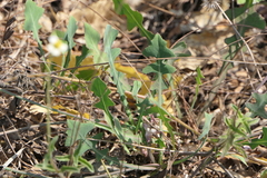 Launaea sarmentosa