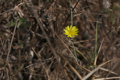 Launaea sarmentosa