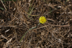 Launaea sarmentosa