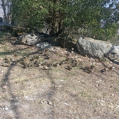 Pterorhinus albogularis