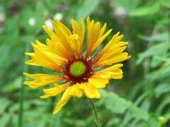 Gaillardia aristata