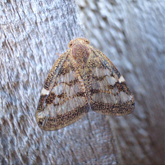 Scolypopa australis