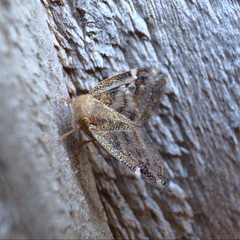 Scolypopa australis